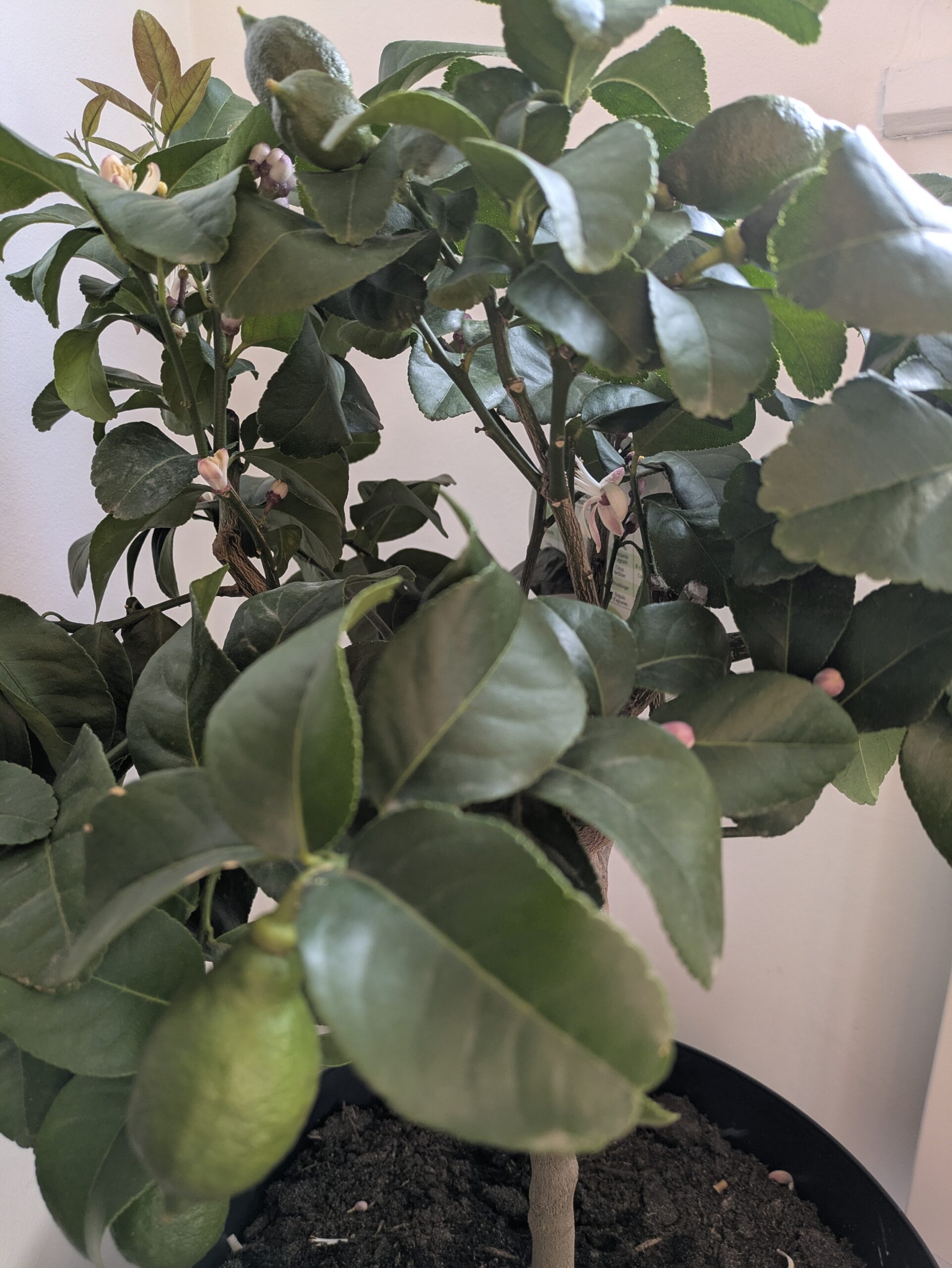 PXL_20260324_093816306